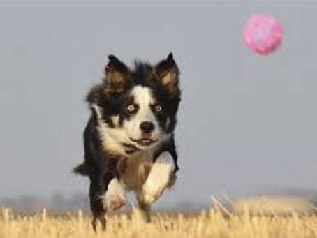 La dipendenza dalla pallina: un gioco innocente o un segnale di disagio?