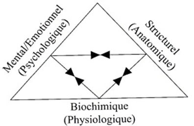 triangle_de_la_santé_eveilasoi.be.jpg