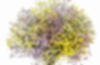 limonium pastel.jpeg