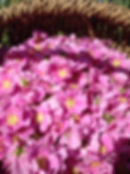 Thumbnail: Nootka Rose blossoms in a basket