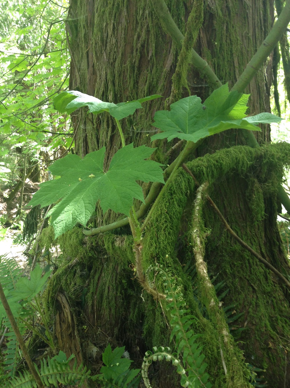 Thumbnail: Devil's Club growing in the forest