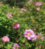 Pink Nootka Roses in the sunshine