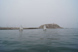 Algarrobo