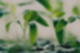 Imagem mostrando o banner da Microplan & Seeds
