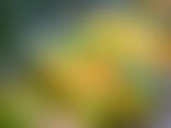 O que é o perÃodo de Greening e como ele afeta o seu negócio de suco de laranja?