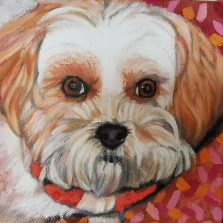 Cassie, the Shihtzu