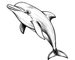 A black and white dolphin.jpg