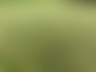 The Truth About Poa Annua: Golf's Most Controversial Grass