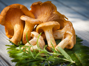 Hühnerbrust mit Zucchini-Eierschwammerlgemüse