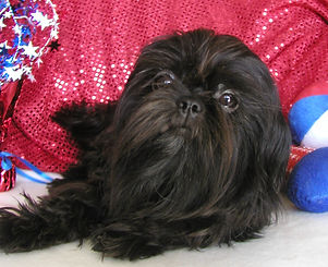 Black ShihTzu