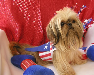 Gold ShihTzu