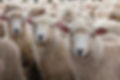 Lamb.jpg