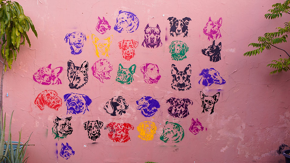 Mural coletivo de stencil com mais de 20 cachorros pintados na parede do Instituto Casa Valenta.