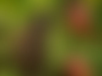 🐒 Et si la survie de nos forêts dépendait… des lémuriens de Madagascar ?