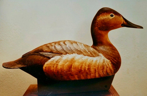 Duck