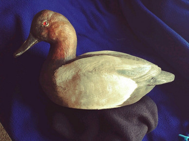 Duck