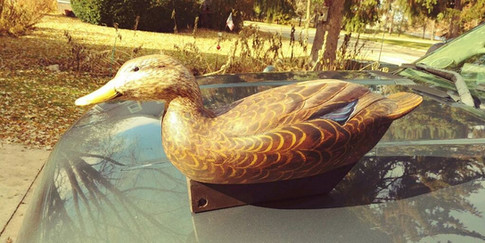 Duck