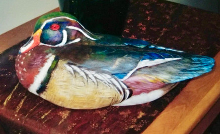 Mallard Duck