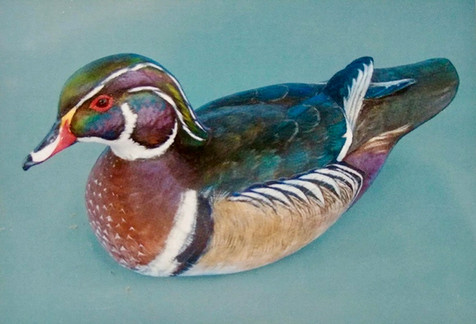 Wood Duck