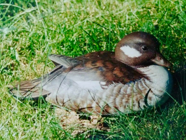 Duck
