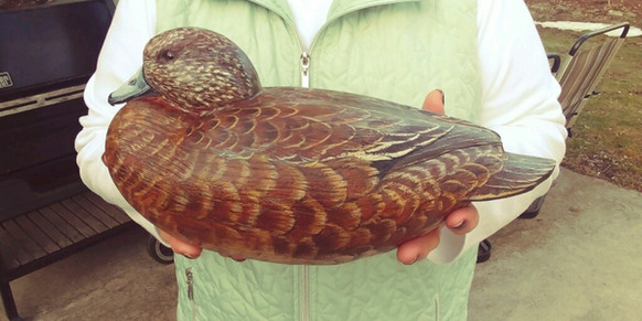 Duck