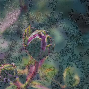 Photograph of a pink rose bud seen through frost on a window in winter.