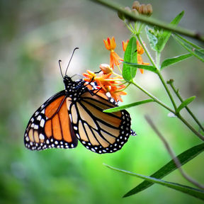 Photograph of a monarch butterfly drinking nextar from milkweed on a green background. The sections of its orange and yellow wings, are framed in black with white spots.