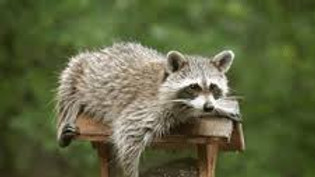 raccoon2.jpg