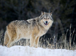 wolf1