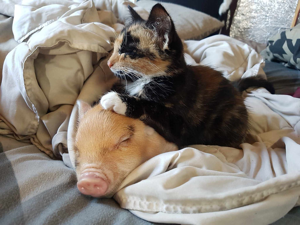 Thumbnail: Mini Pigs