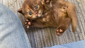 Ibland räcker bilder. Så här fina är de nu 4 veckor gamla ❤️❤️