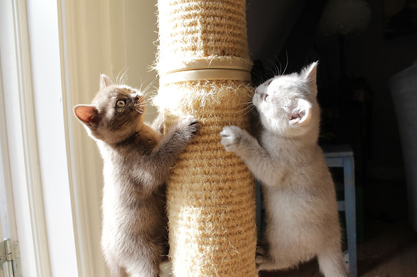 2021-09-05 09.09.46-2Bear o CeCe.jpg