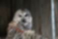 Alistaire the Barred Owl