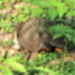 Sylvia the Wood Turtle