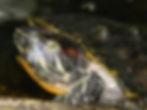Gertrude the Red-Eared Slider