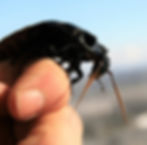 Hissing Roaches