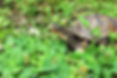 Pineapple the Box Turtle