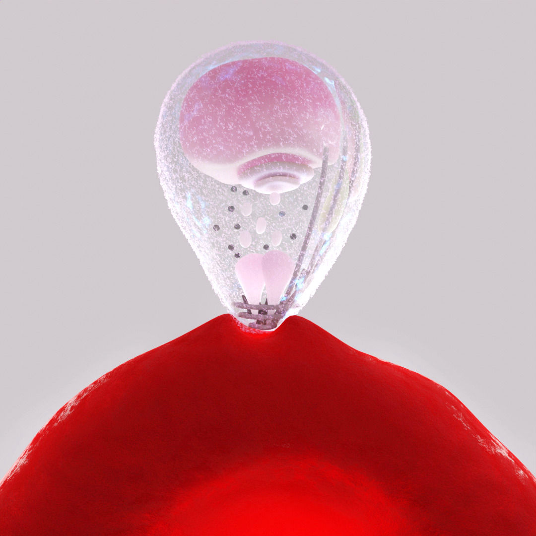 Plasmodium_Merozoit_RBC_invation_Vizcie_