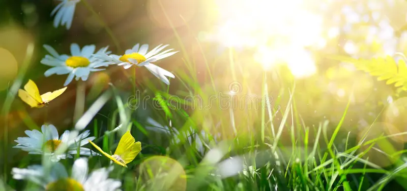 spring-summer-nature-background-blooming-white-flowers-fly-butterfly-against-sunrise-sunli