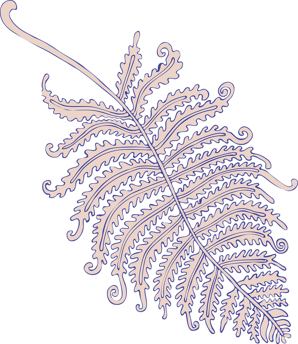 Ornamental Fern Illustration
