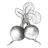 raddish