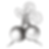 Raddish