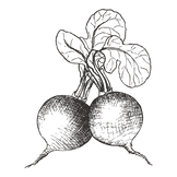 Raddish