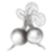 raddish