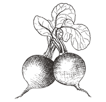Raddish