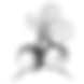 Raddish