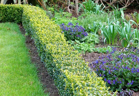 buxus sempervirens-500x500.jpg
