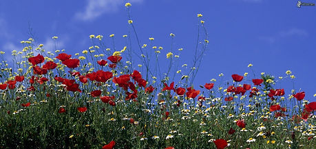 fleurschamps.jpeg