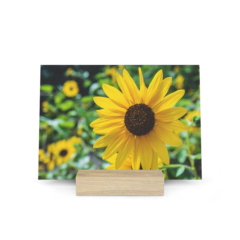 Thumbnail: Wild Sunflower of New Mexico - table top
