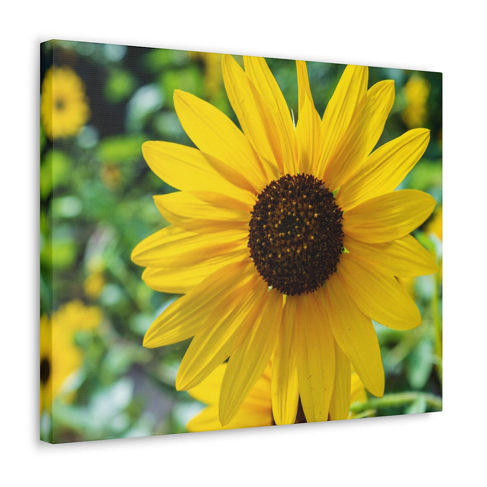 Thumbnail: Wild Sunflower of New Mexico